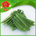 El Mejor Precio para China Snow Frozen Snow Peas